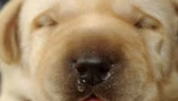 狗狗流透明鼻水