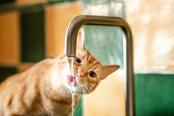 貓咪飲水龍頭的水