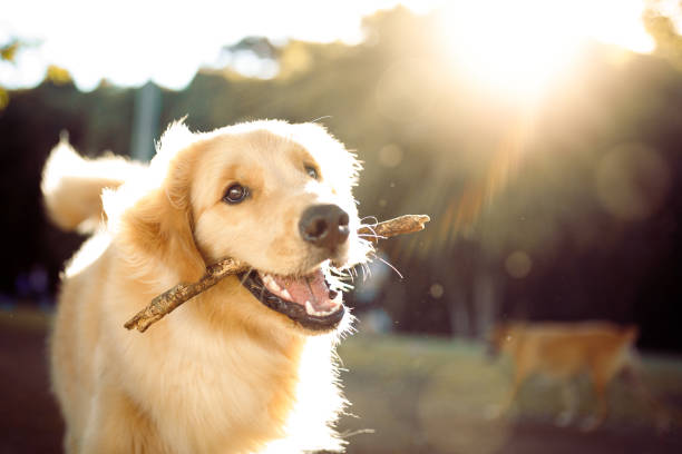 金毛尋回犬叼樹枝玩