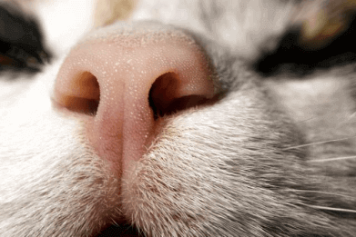 貓鼻頭