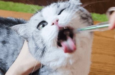 貓刷牙