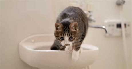 貓洗澡