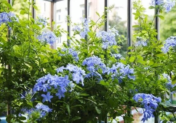 種在陽台的藍雪花