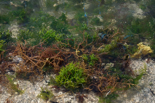 海底的珊瑚草