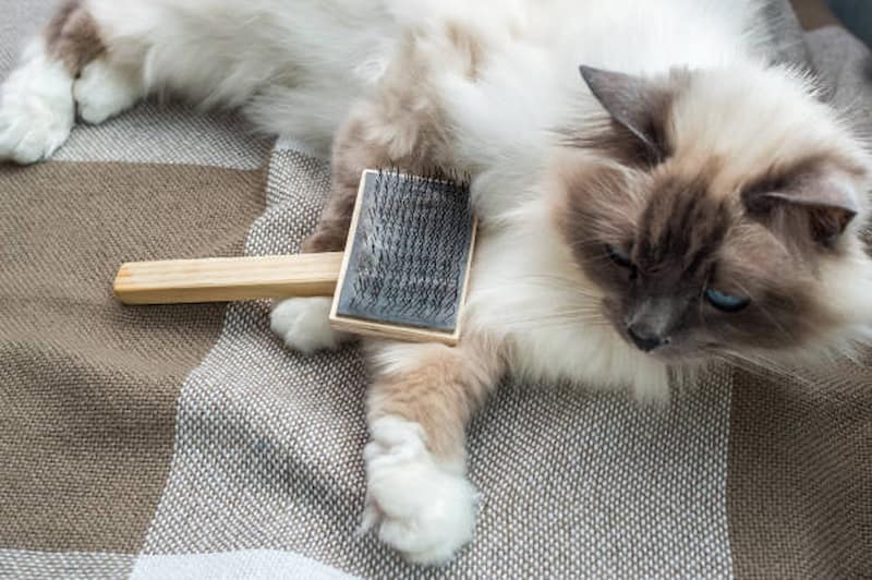 用梳子幫貓咪梳順毛髮、清理浮毛