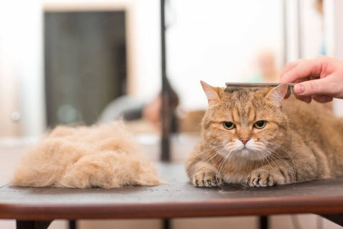 貓毛打結、結塊是長毛貓咪常見問題