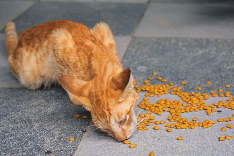 選擇營養均衡完整的品質貓糧，貓咪吃了才更健康