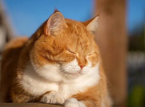 橘貓一定會胖嗎？好養嗎？橘貓智商、個性、缺點&壽命一文揭秘 - 都市新便利