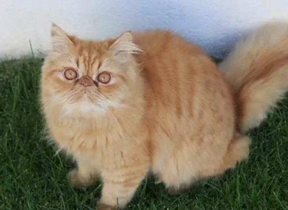 橘色波斯貓