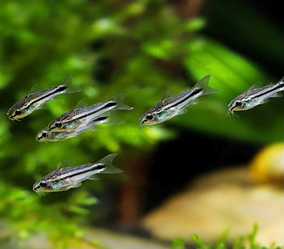 五條精靈鼠魚在水裡群遊