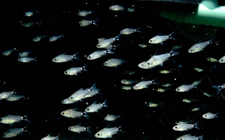 一群月光鼠魚在夜晚的魚缸裡群遊