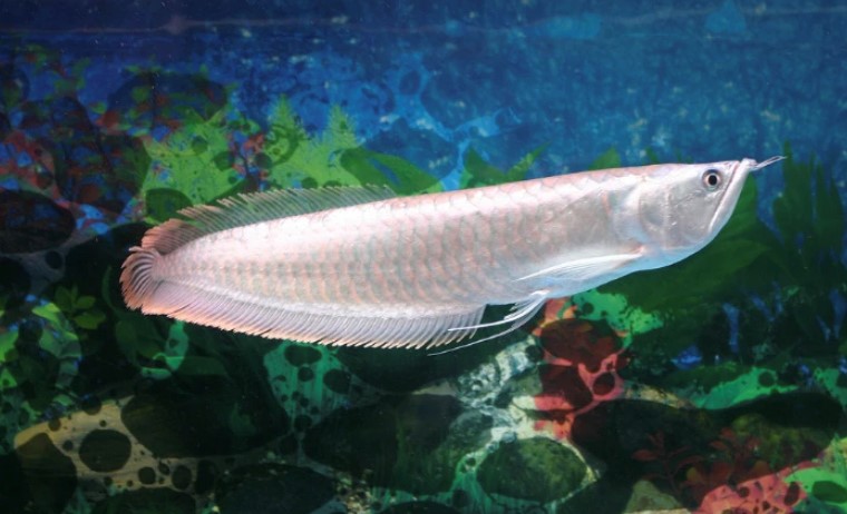 銀龍魚是更加好養的龍魚品種