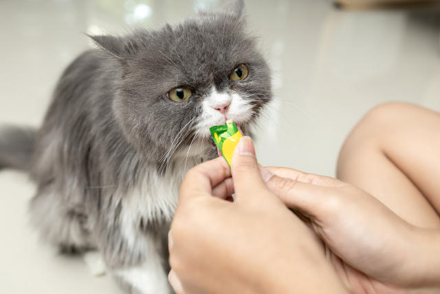 貓零食