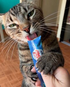 貓零食