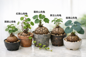 山烏龜品種