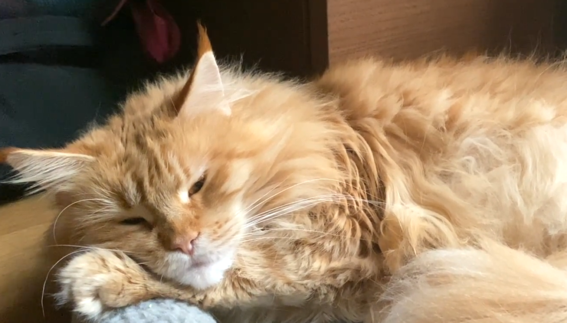 (老貓飼料推薦)