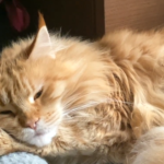 (老貓飼料推薦)