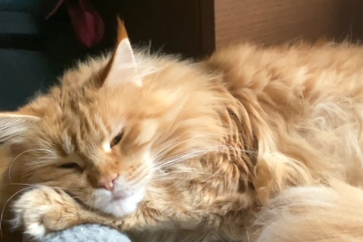 (老貓飼料推薦)