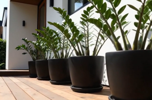 (大門口招財植物)