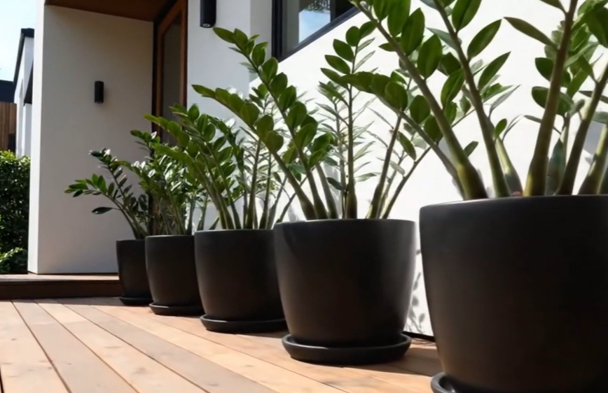 (大門口招財植物)