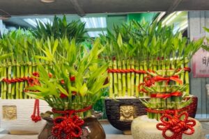 （招財植物）
