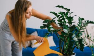 （植物養護）